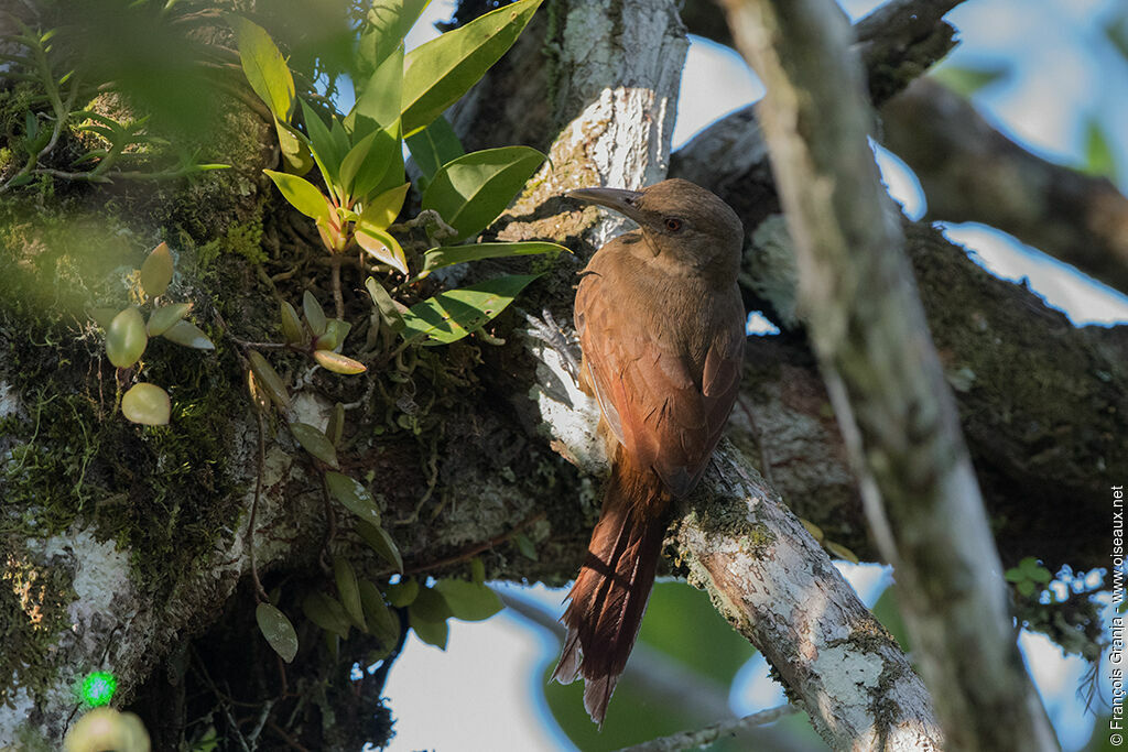 Cinnamon-throated Woodcreeper