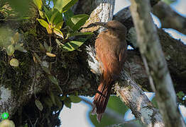 Cinnamon-throated Woodcreeper