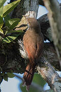 Cinnamon-throated Woodcreeper