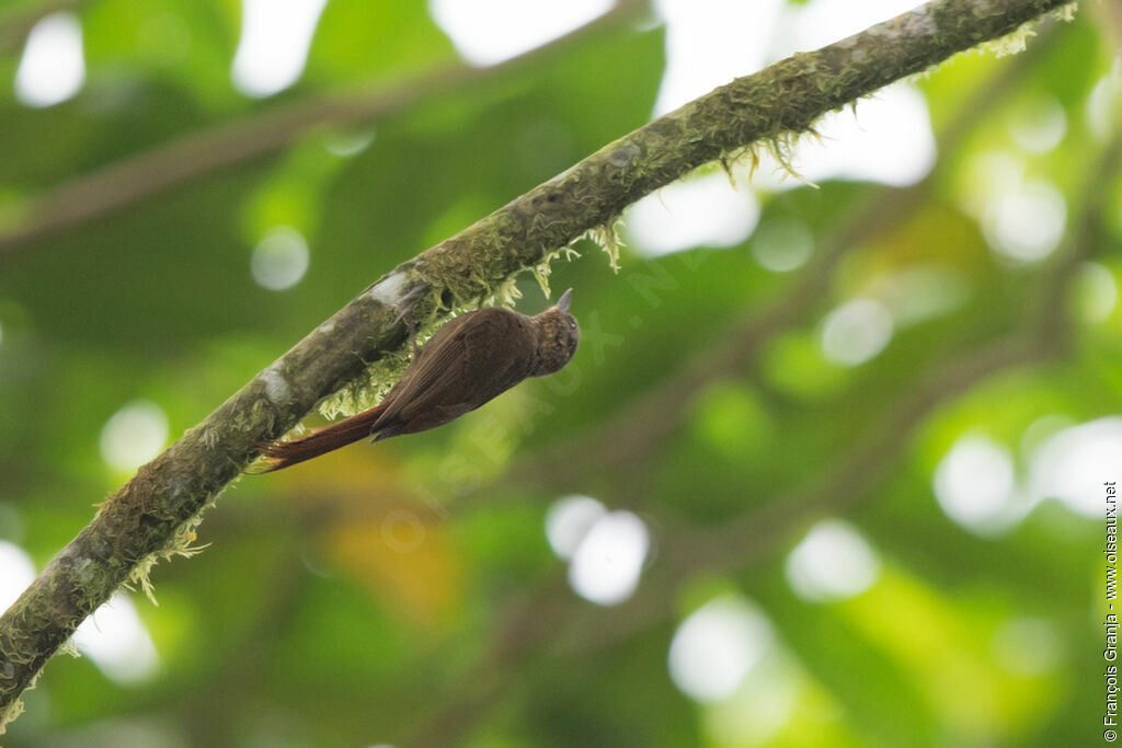 Wedge-billed Woodcreeper