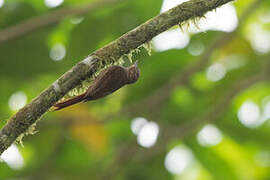 Wedge-billed Woodcreeper