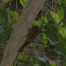 Grimpar cacao