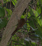 Grimpar cacao
