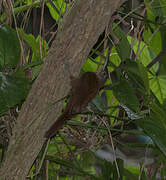 Cocoa Woodcreeper