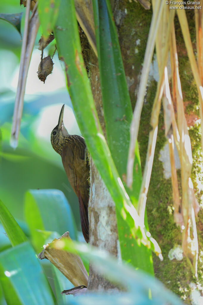 Cocoa Woodcreeper