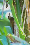 Cocoa Woodcreeper