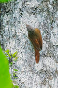 Streak-headed Woodcreeper