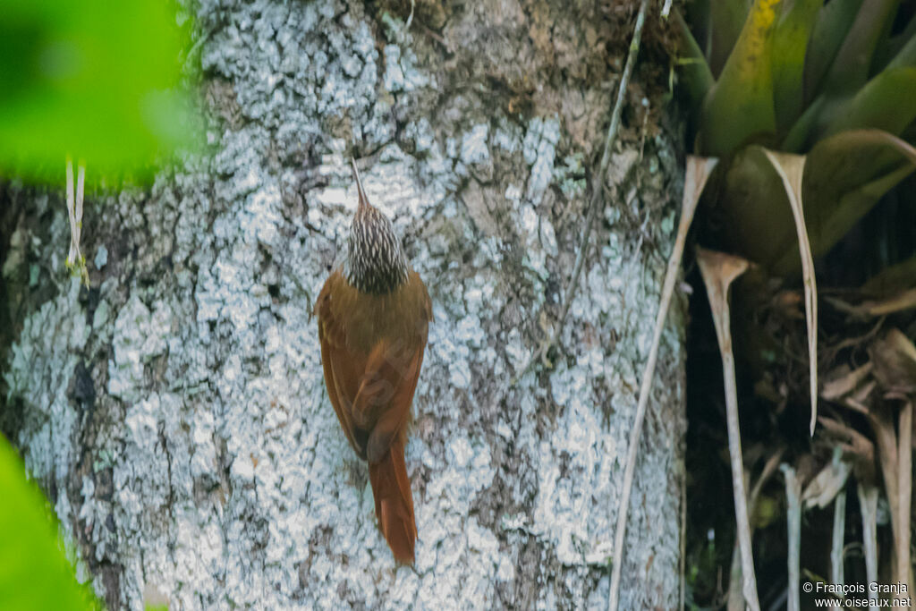 Streak-headed Woodcreeper