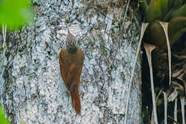 Streak-headed Woodcreeper