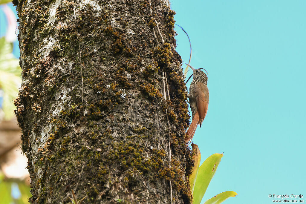 Streak-headed Woodcreeper