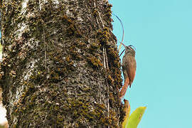 Streak-headed Woodcreeper