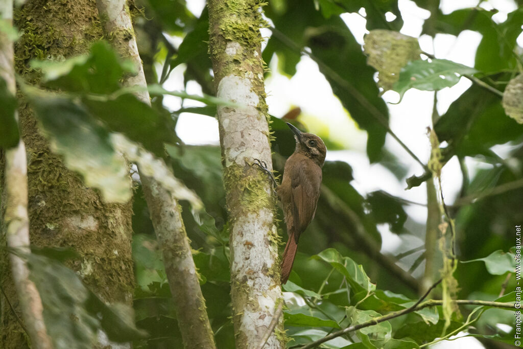 Plain-brown Woodcreeper