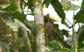 Plain-brown Woodcreeper