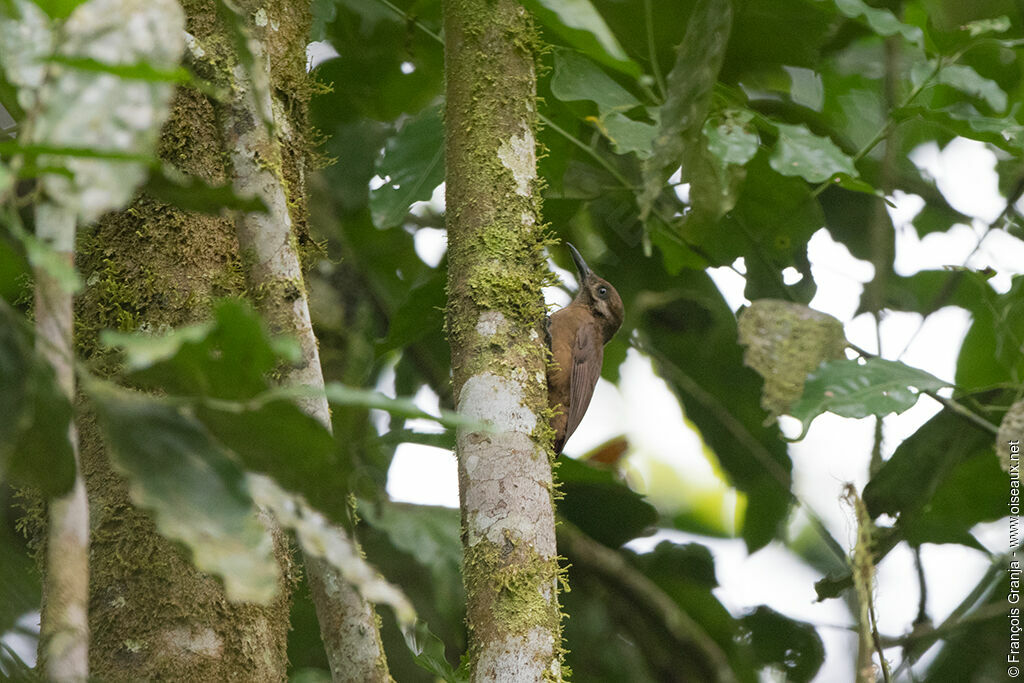 Plain-brown Woodcreeper