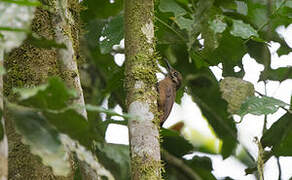 Plain-brown Woodcreeper