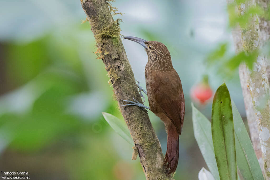 Strong-billed Woodcreeper, identification