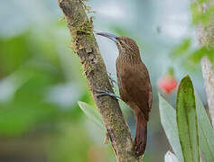 Strong-billed Woodcreeper