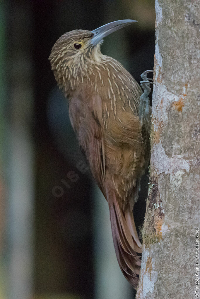 Strong-billed Woodcreeper