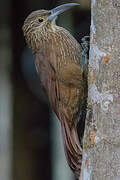 Strong-billed Woodcreeper