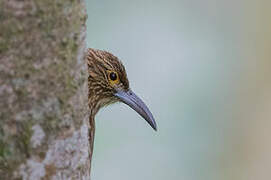 Strong-billed Woodcreeper