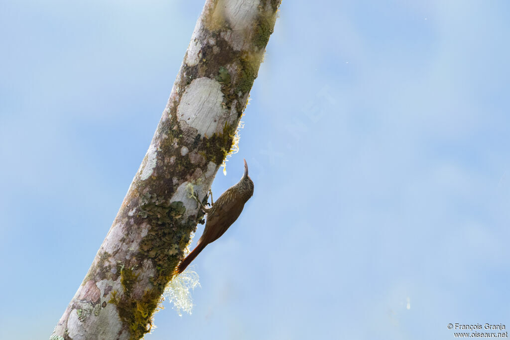 Guianan Woodcreeper