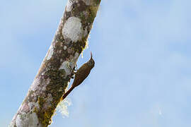 Guianan Woodcreeper