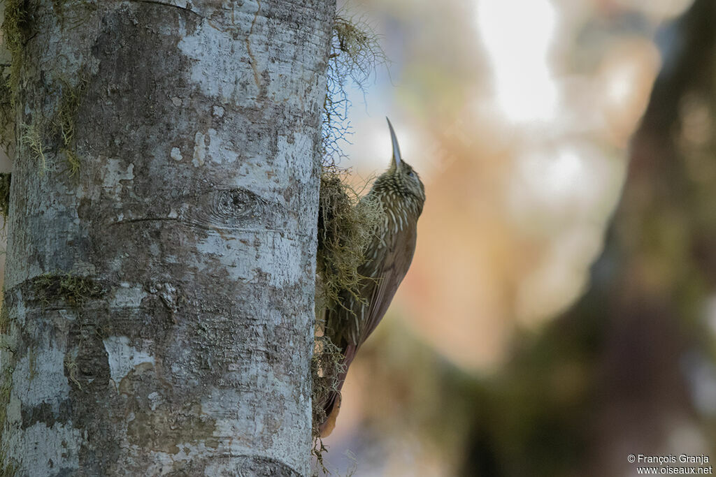 Montane Woodcreeper