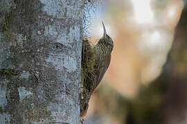 Montane Woodcreeper