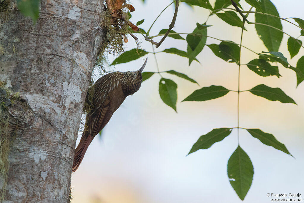 Montane Woodcreeper