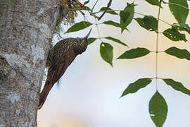 Montane Woodcreeper