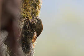 Montane Woodcreeper