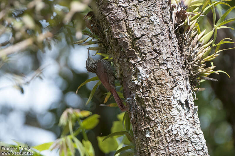 Spot-crowned Woodcreeperadult