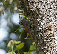 Spot-crowned Woodcreeper