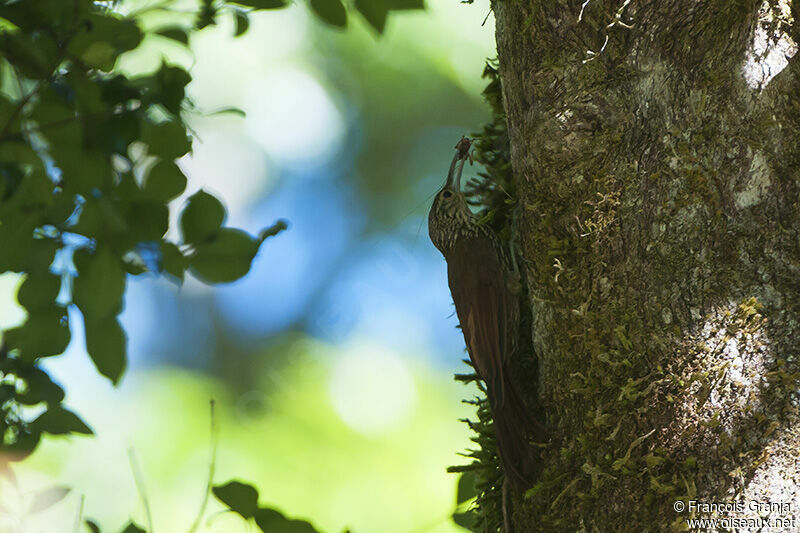 Spot-crowned Woodcreeperadult