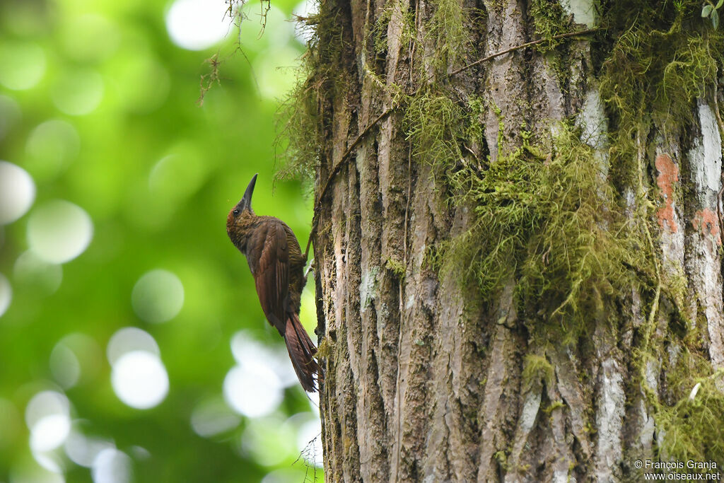 Northern Barred Woodcreeper