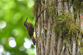 Northern Barred Woodcreeper