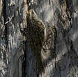 Grimpereau des bois