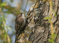 Short-toed Treecreeper