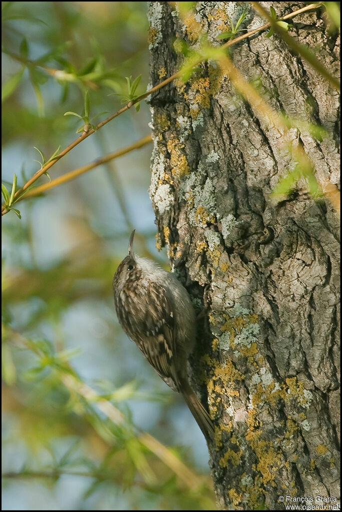 Short-toed Treecreeperadult