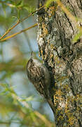 Short-toed Treecreeper