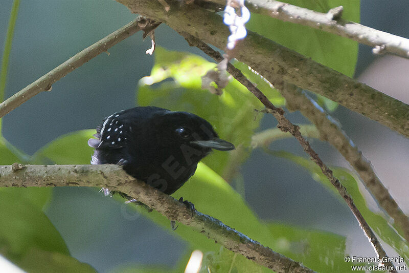 Dot-winged Antwren