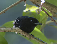 Dot-winged Antwren