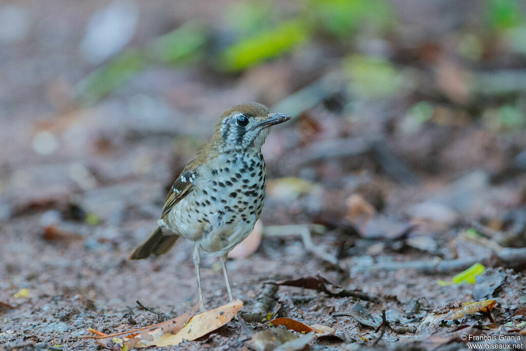 Spot-winged Thrush