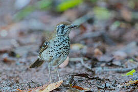 Spot-winged Thrush