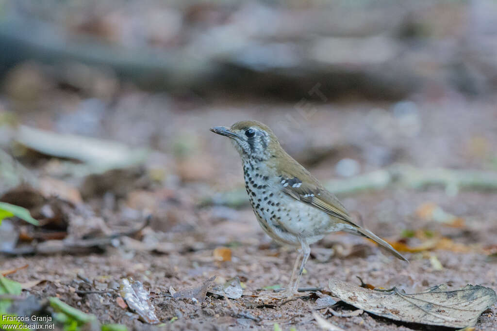 Spot-winged Thrushadult