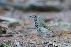 Spot-winged Thrush