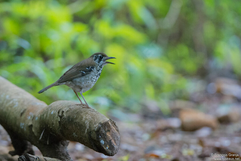 Spot-winged Thrushadult, song