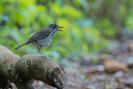 Spot-winged Thrush