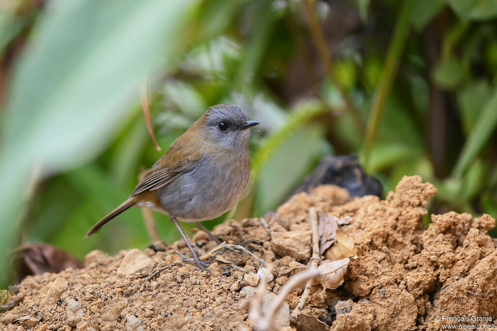 Black-billed Nightingale-Thrush