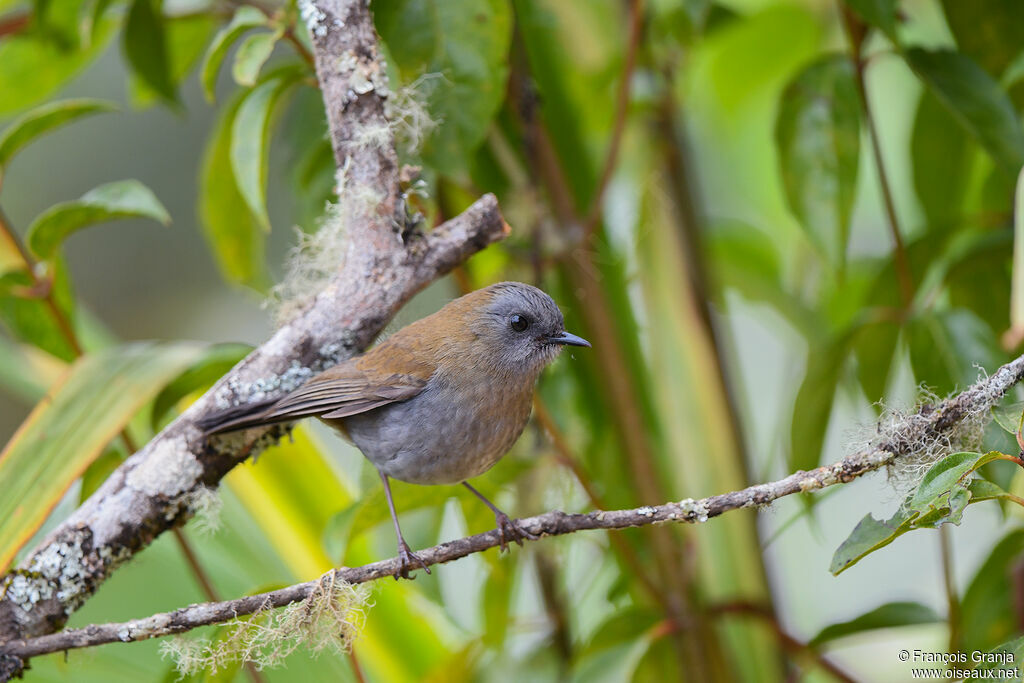 Black-billed Nightingale-Thrush